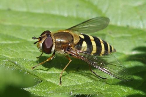Réf. 230 153 : Syrphus ribesii